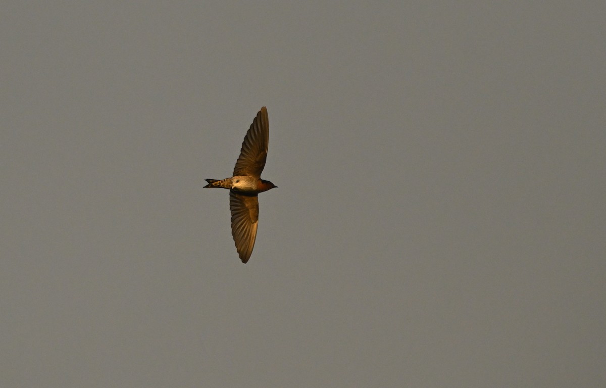 Pacific Swallow - ML647551014