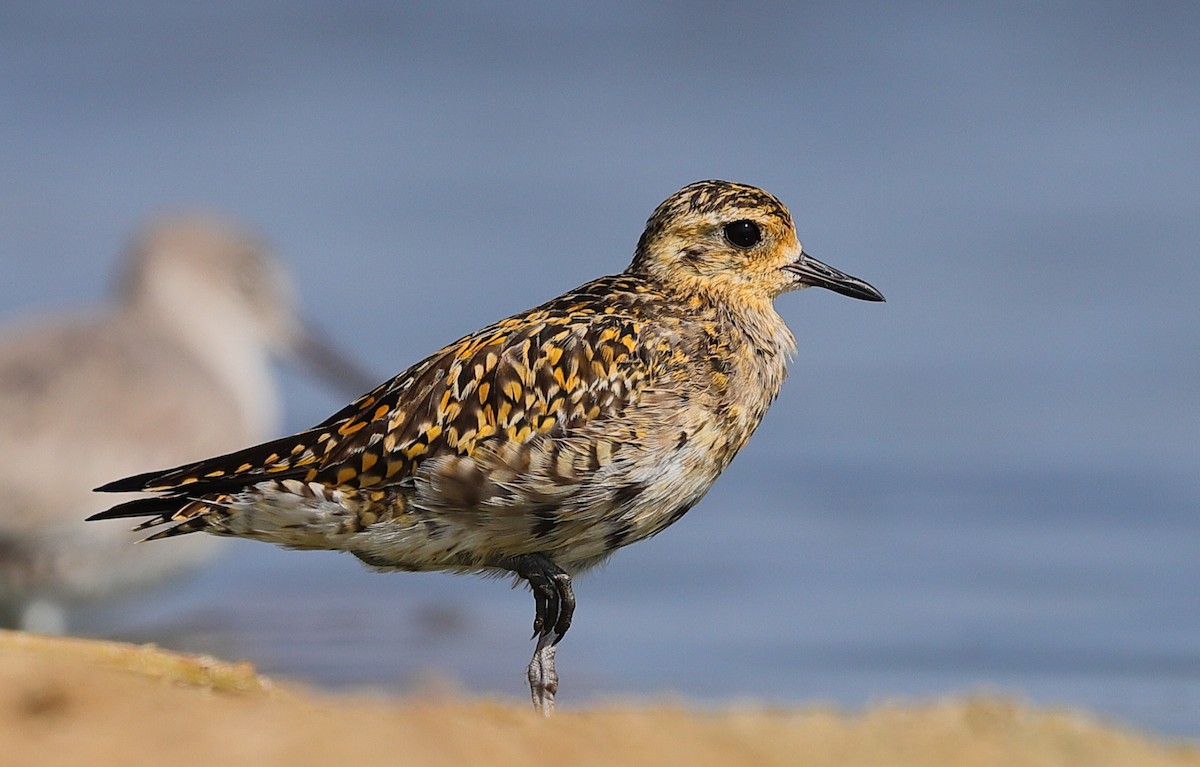 Pacific Golden-Plover - ML647551015