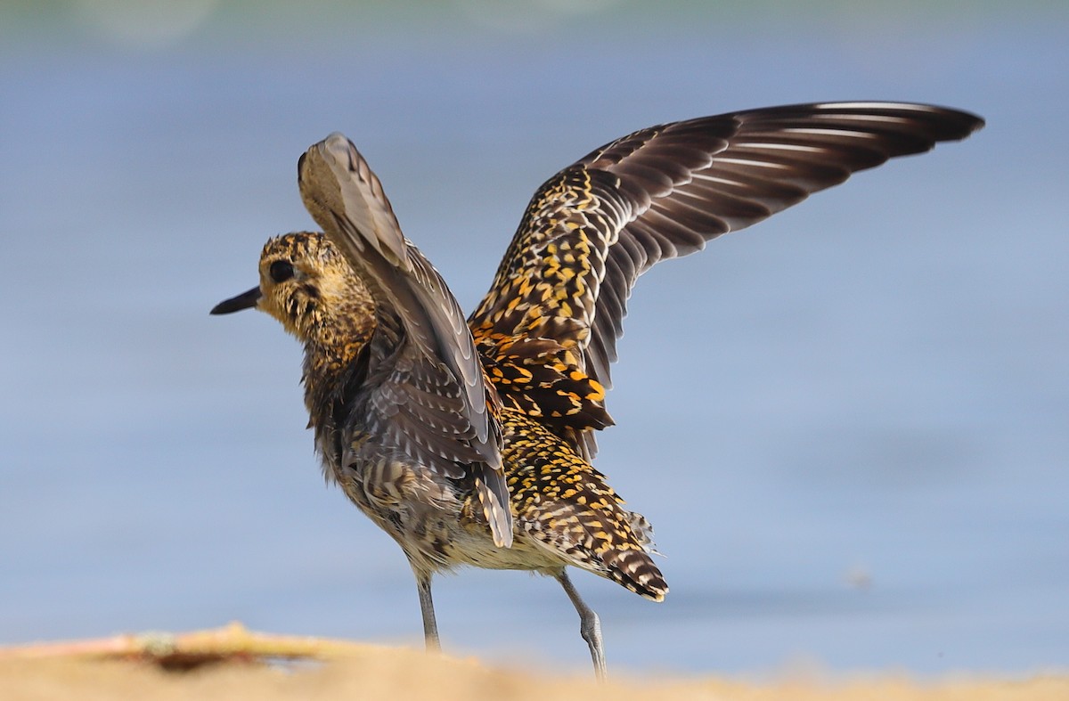 Pacific Golden-Plover - ML647551016