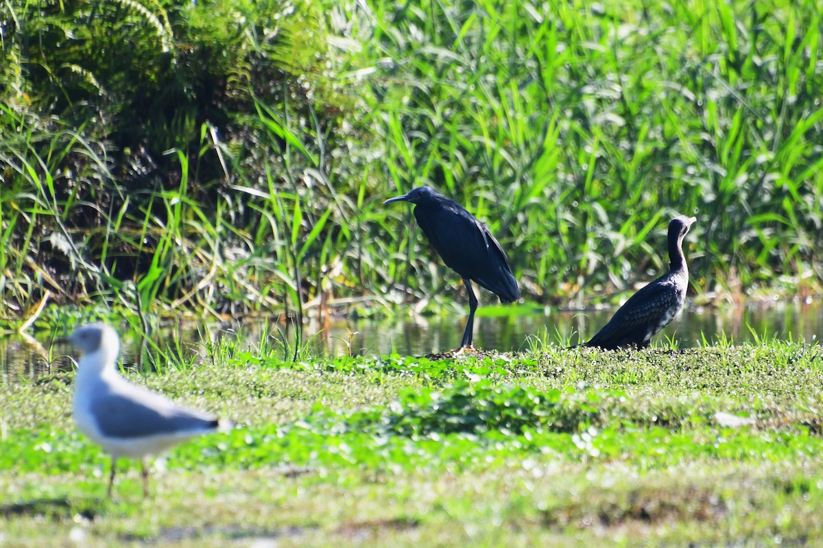 Black Heron - ML647551018