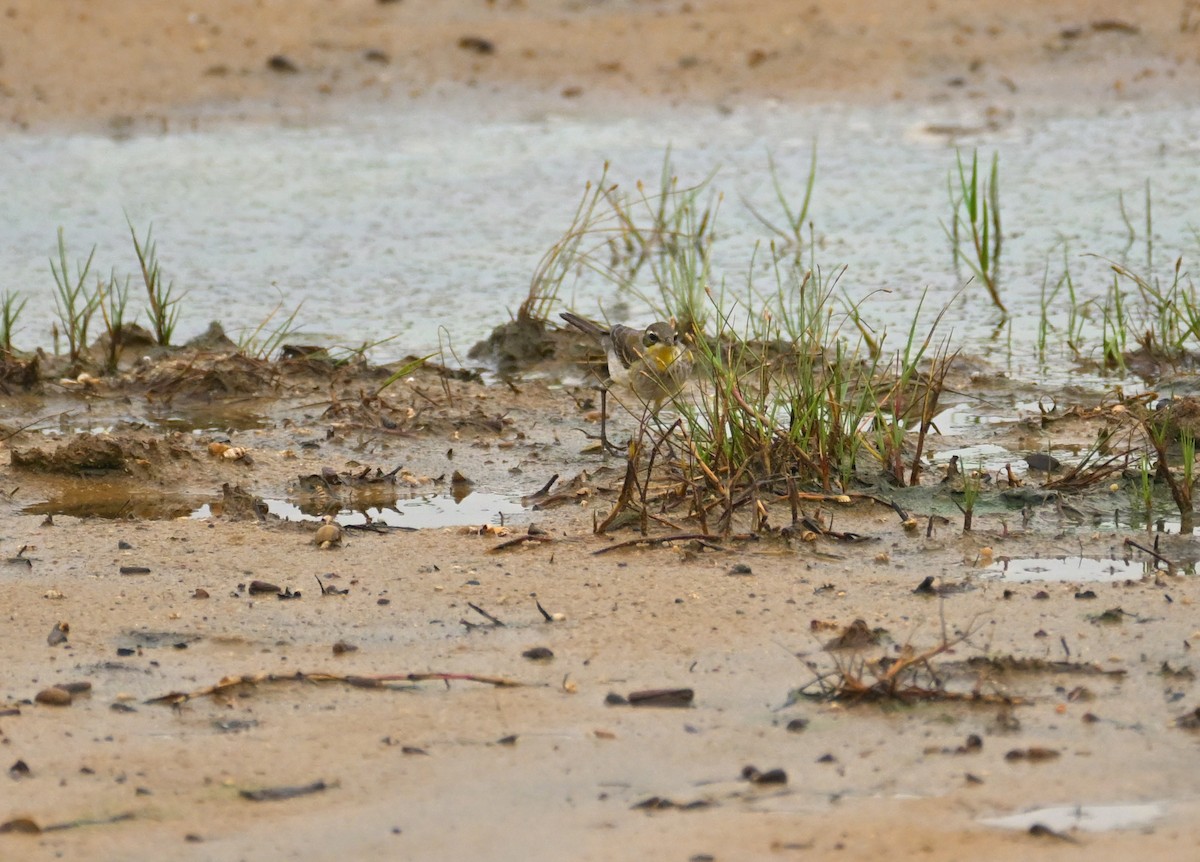 Gray Wagtail - ML647551020