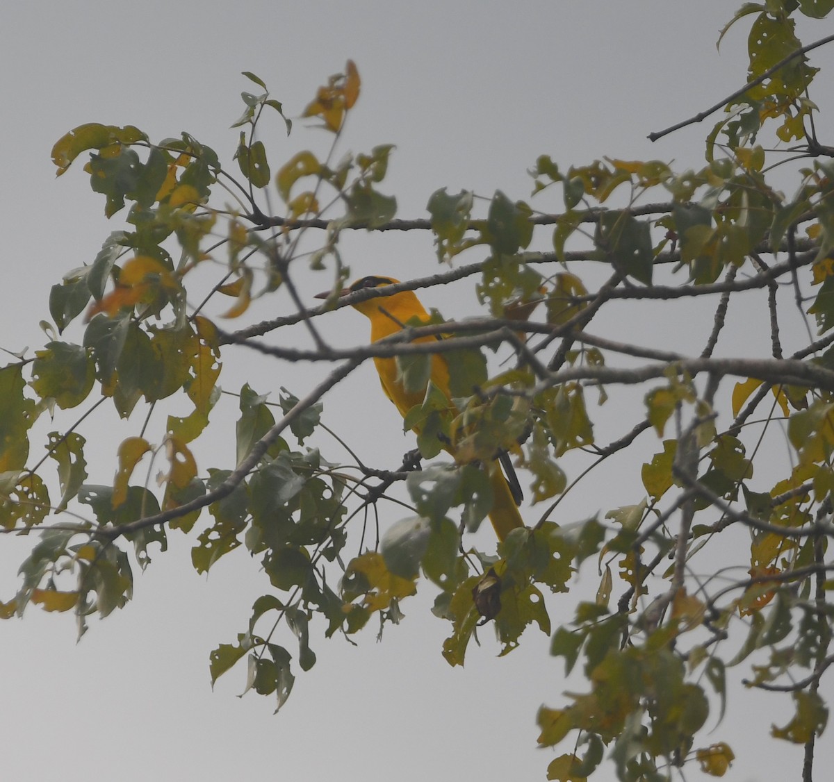 African Golden Oriole - ML647551023