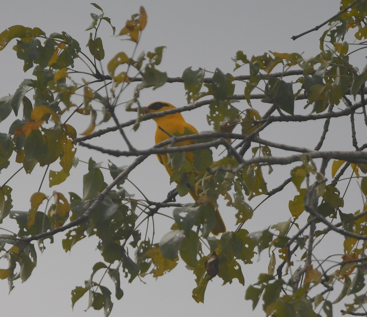 African Golden Oriole - ML647551026