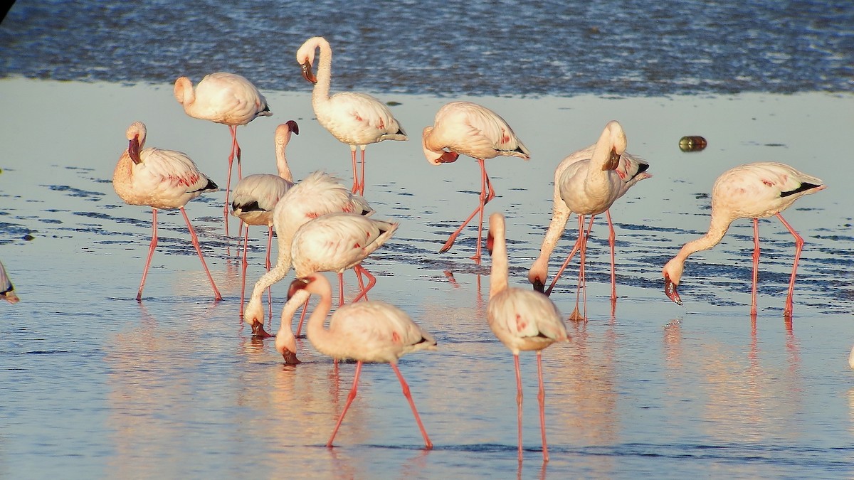 Zwergflamingo - ML647551027