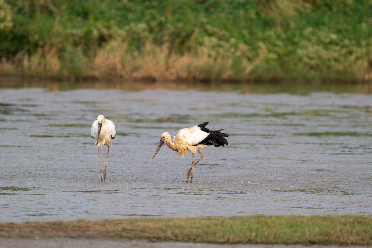 čáp východní - ML647551057