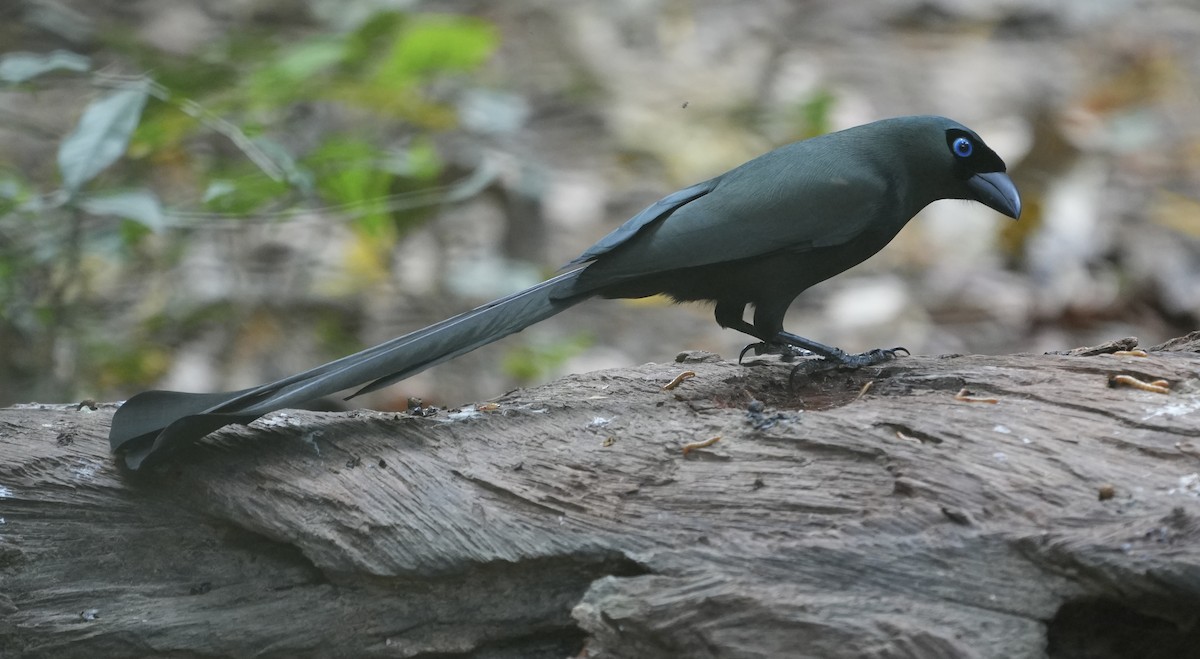 Racket-tailed Treepie - ML647551058