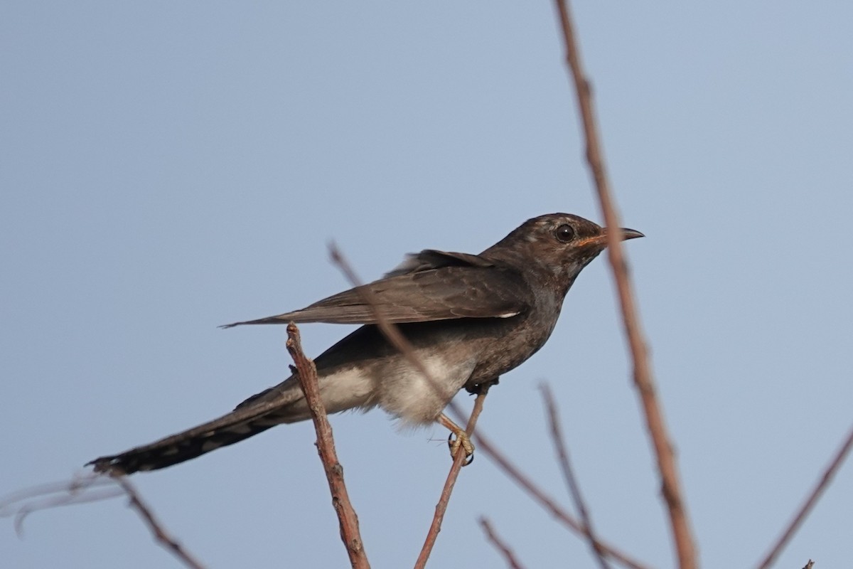 Cuco Pechigrís - ML647551059