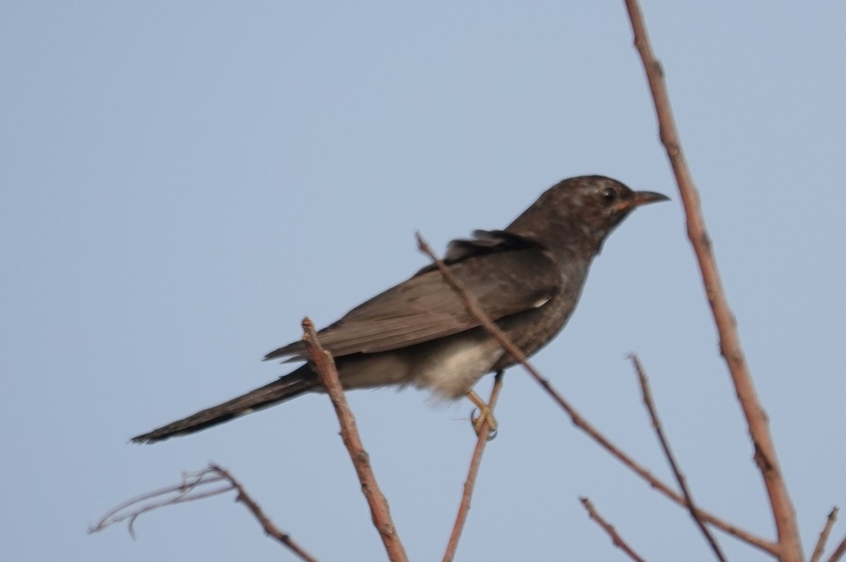 Cuco Pechigrís - ML647551060