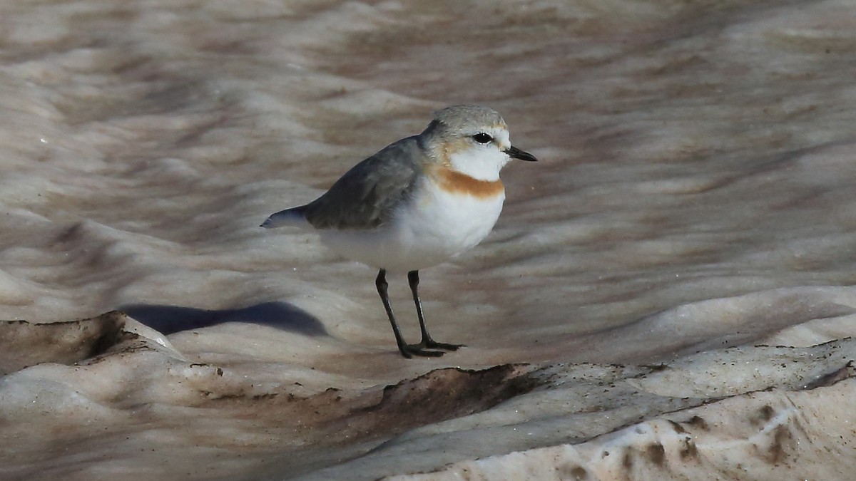 Chestnut-banded Plover - ML647551093