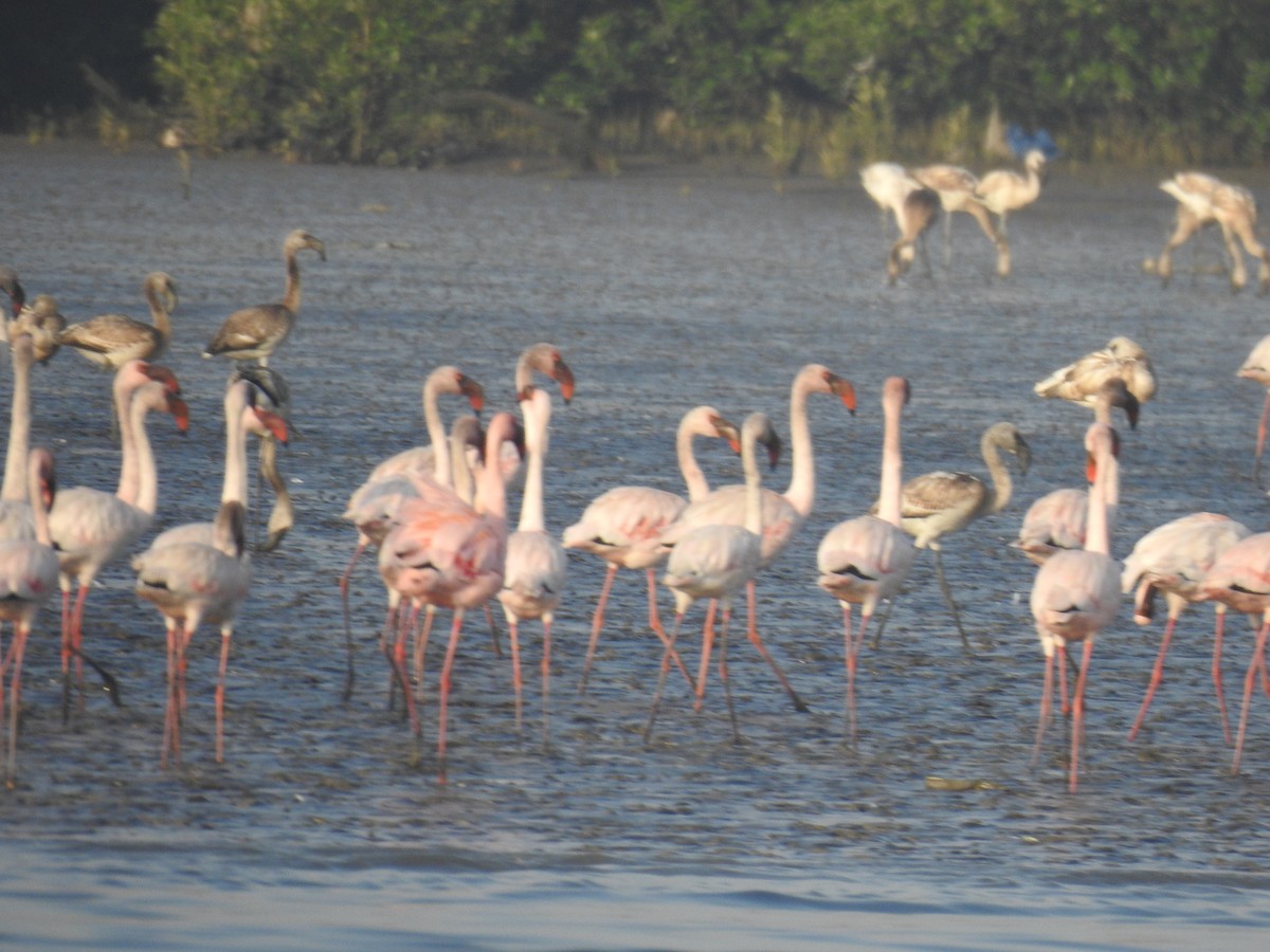 Zwergflamingo - ML647551103