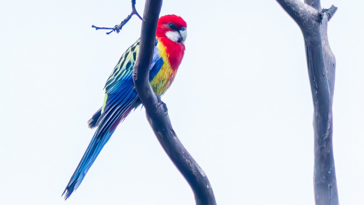 Eastern Rosella - ML647551106