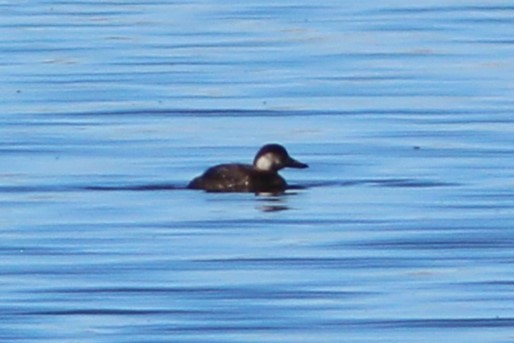 amerikasvartand - ML647551113