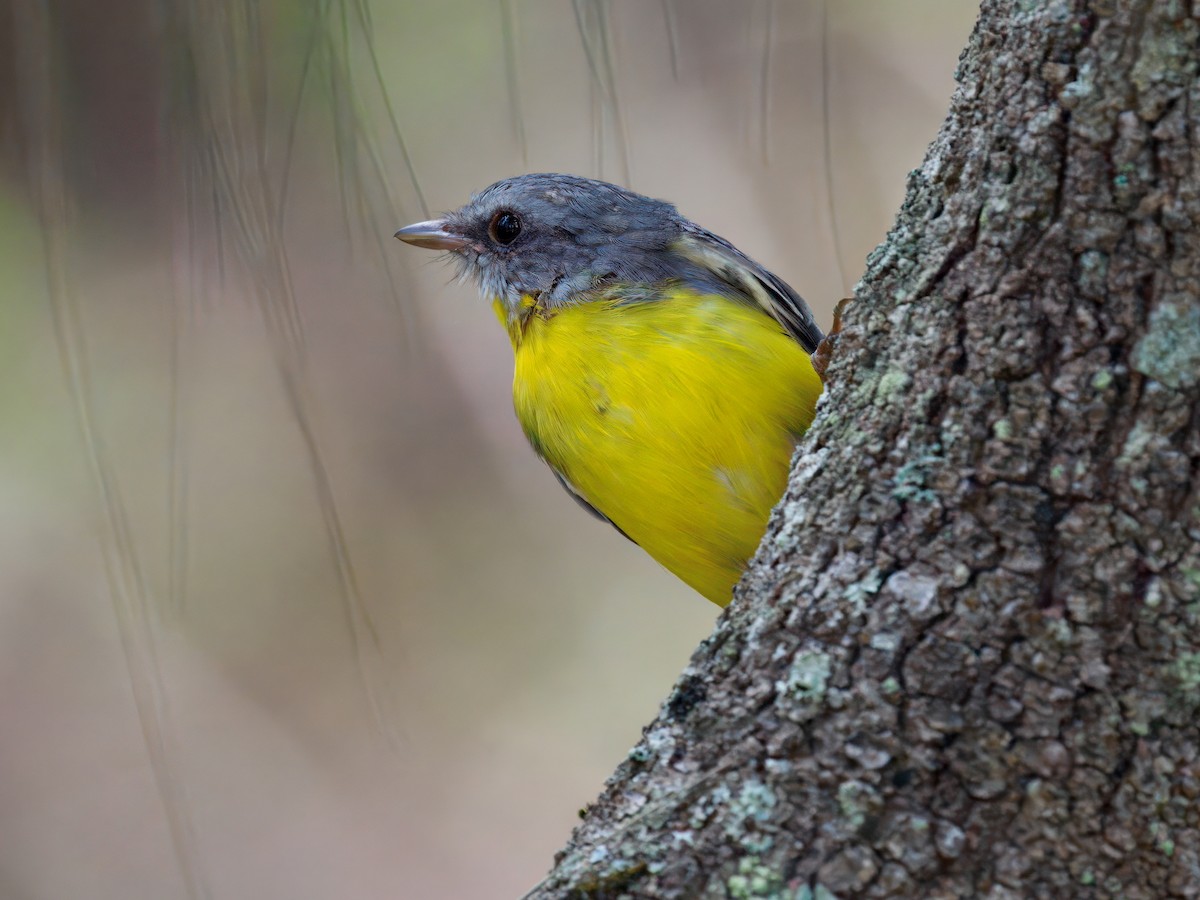 Королець жовтий - ML647551132