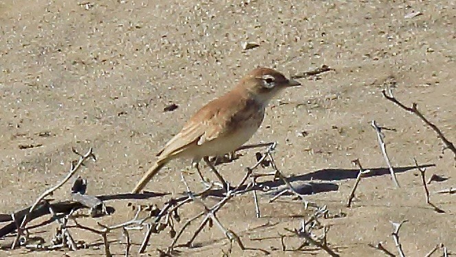 Dune Lark - ML647551133