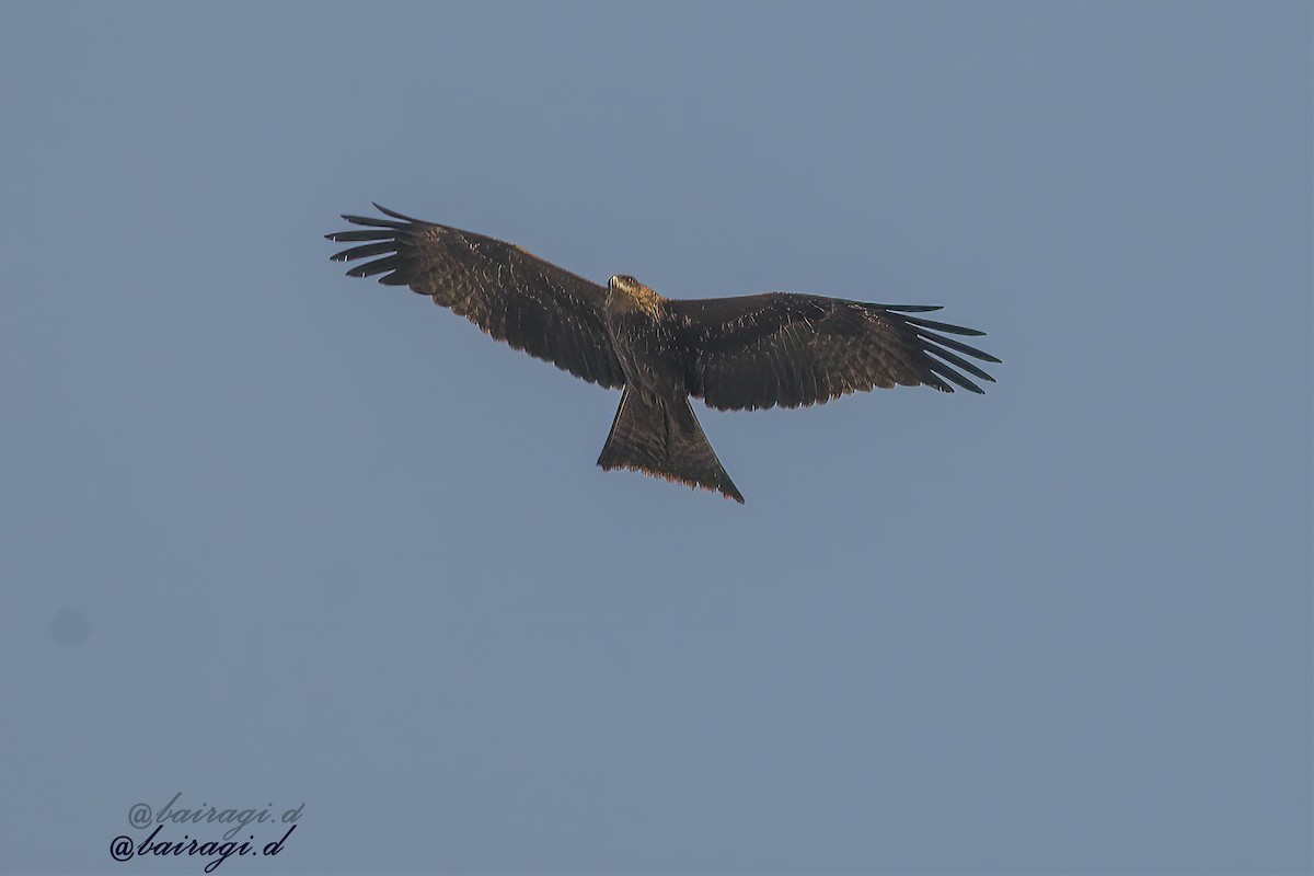 Black Kite - ML647551146