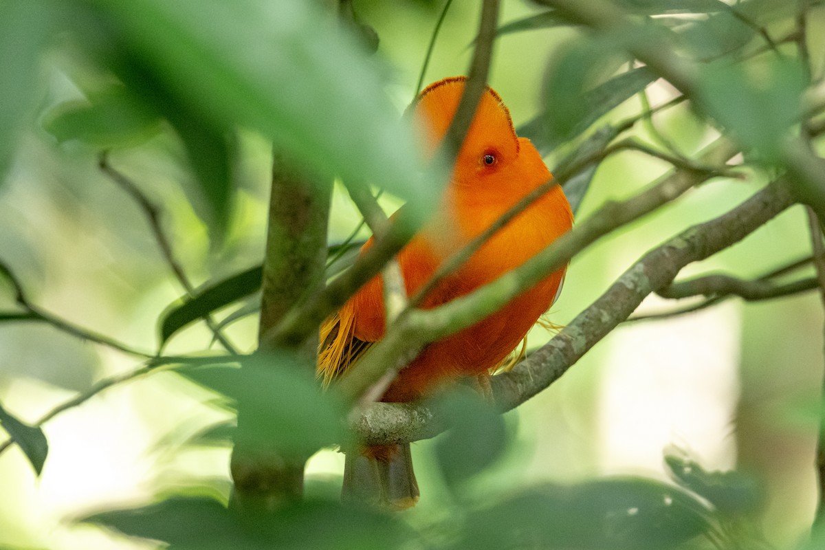 Guianan Cock-of-the-rock - ML647551152