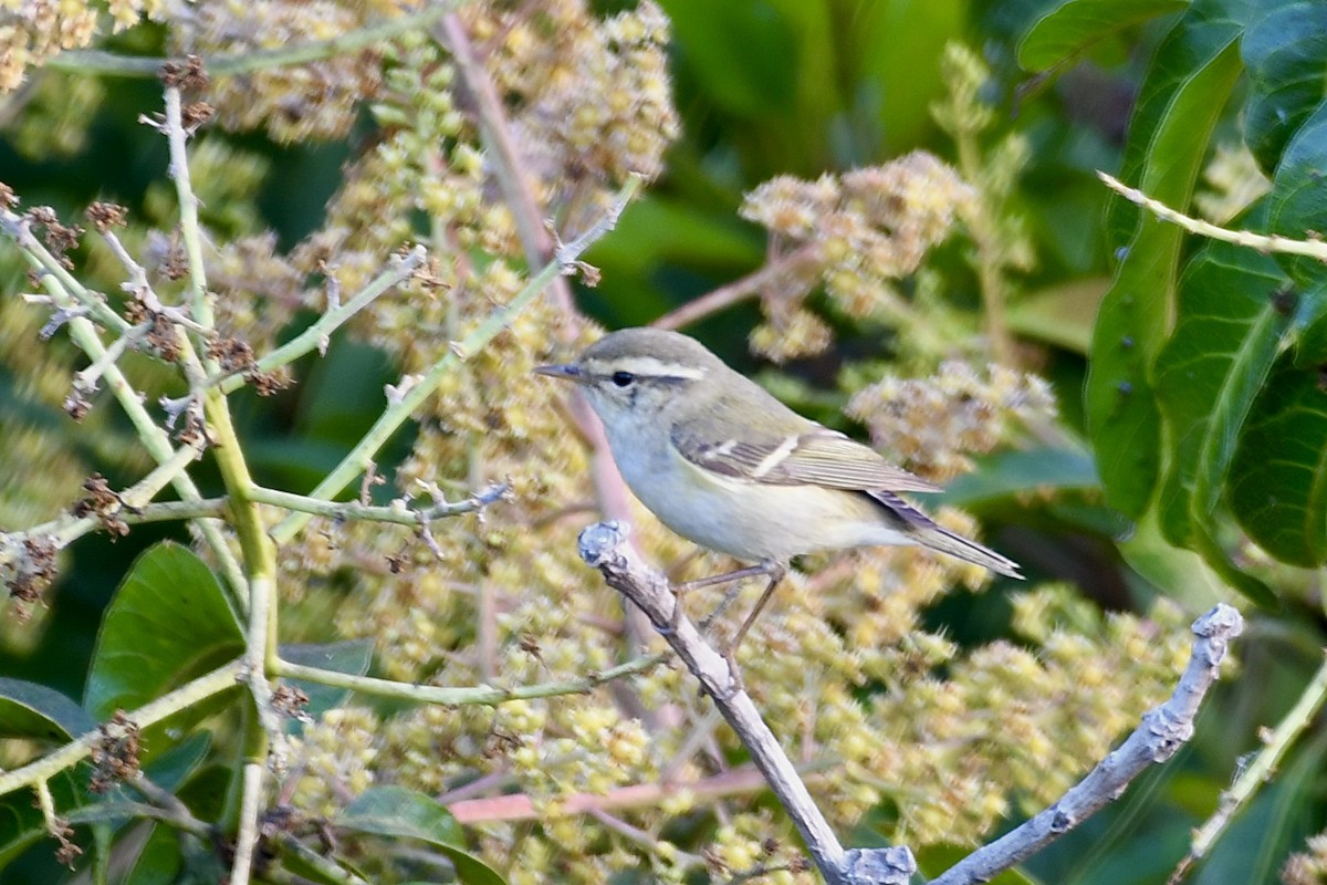 Yellow-browed Warbler - ML647551155