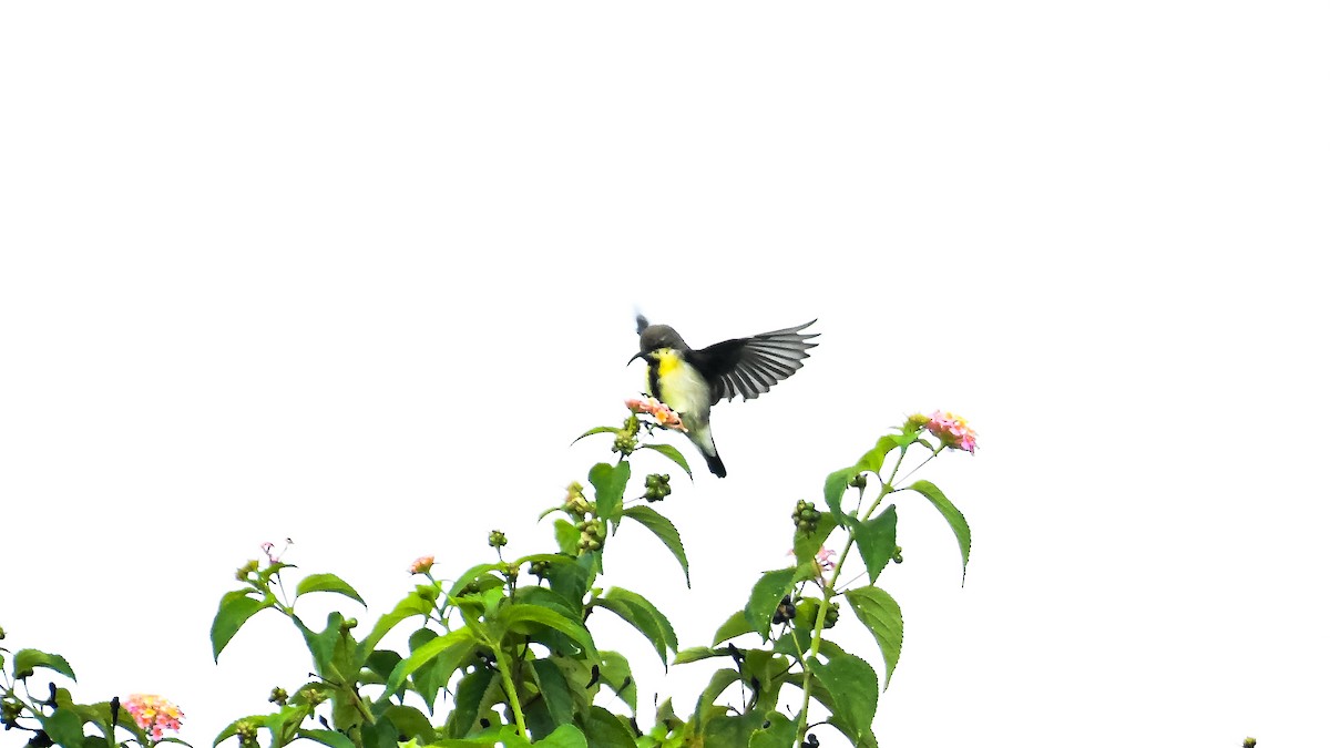 Purple Sunbird - ML647551158