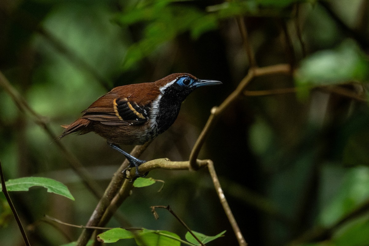 Ferruginous-backed Antbird - ML647551159