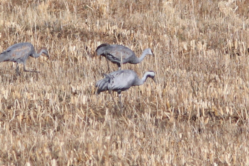 Common Crane - ML647551164