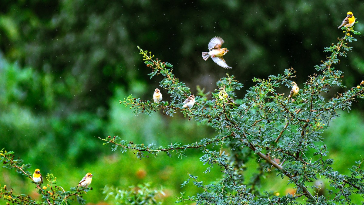 Baya Weaver - ML647551167