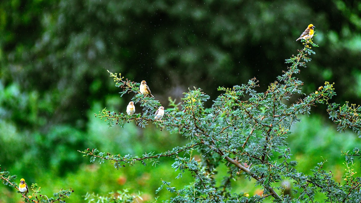 Baya Weaver - ML647551168