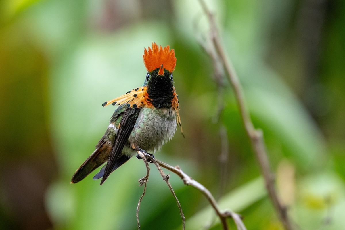 Tufted Coquette - ML647551169