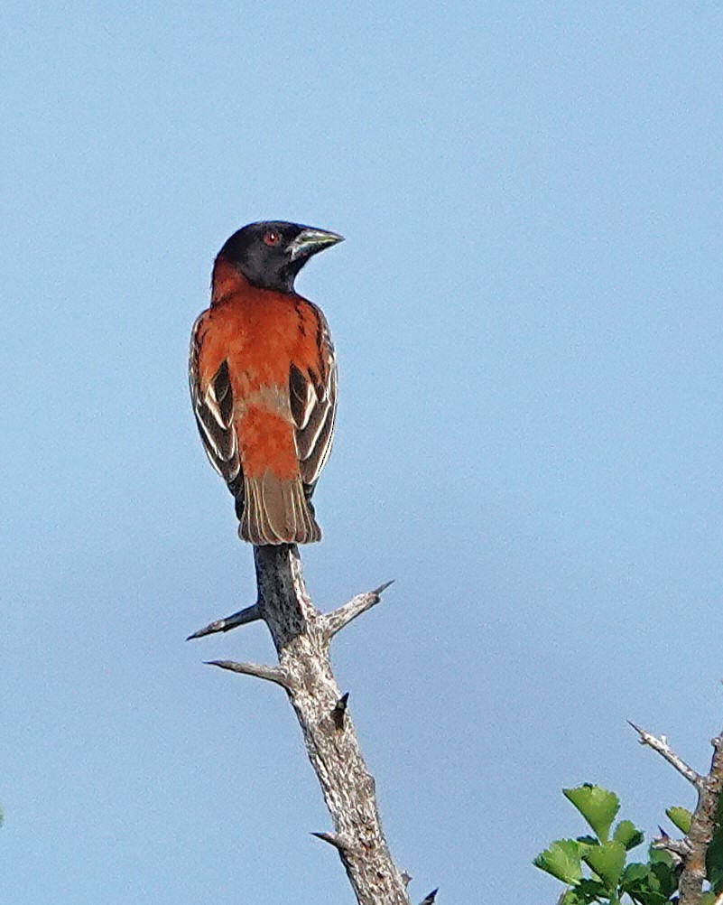 Chestnut Weaver - ML647551170