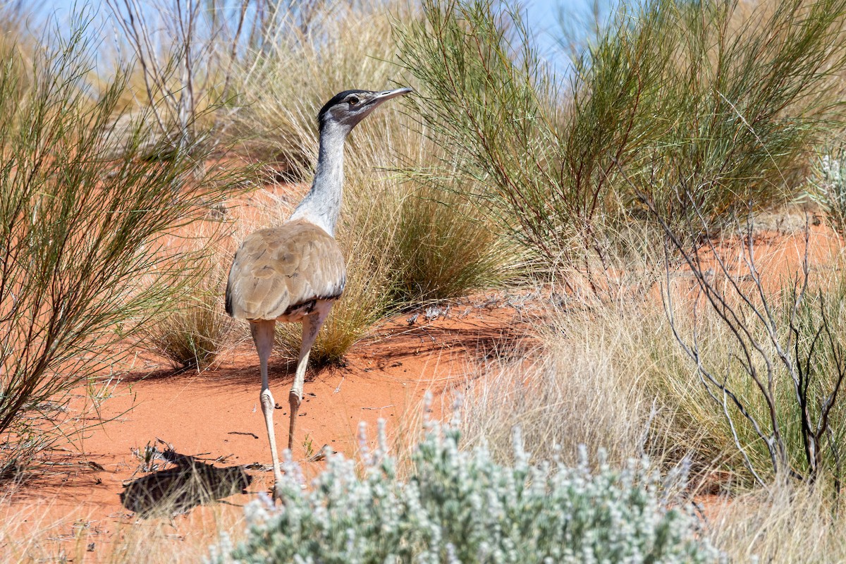 Australian Bustard - ML647551171