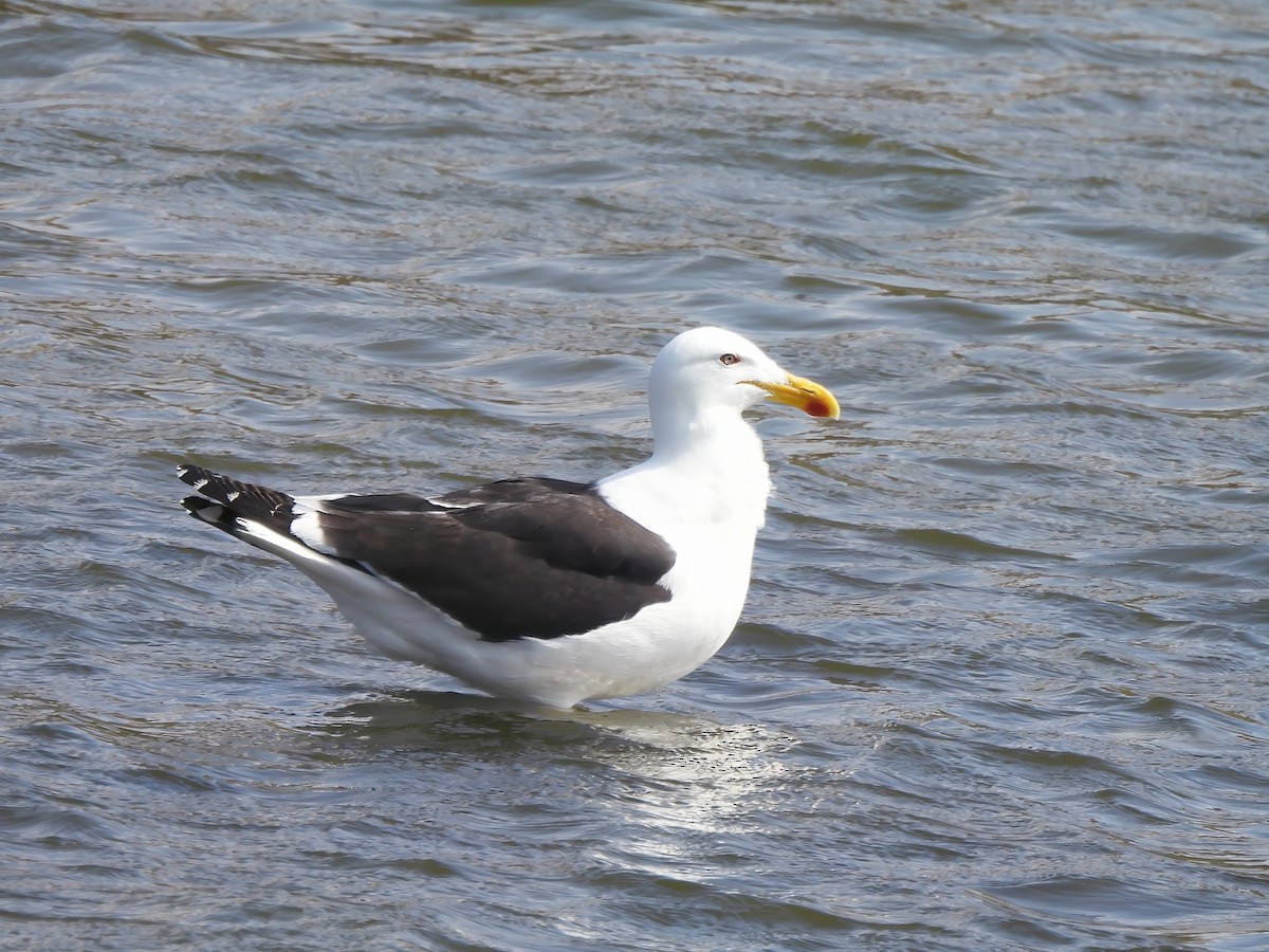 Kelp Gull - ML647551172