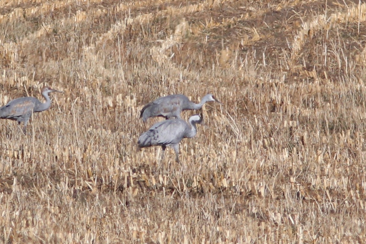 Common Crane - ML647551174