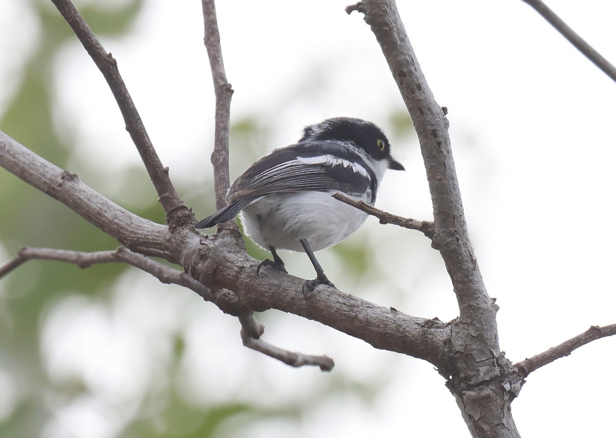 Pale Batis - ML647551175