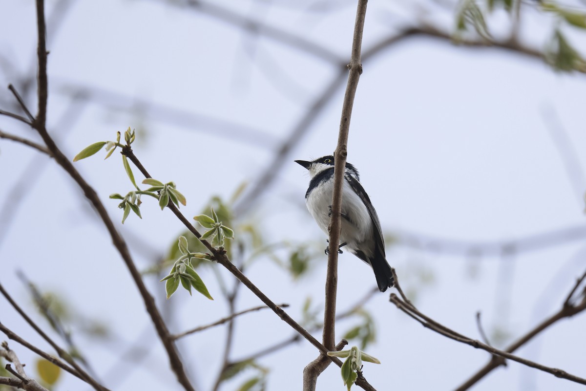 Pale Batis - ML647551176