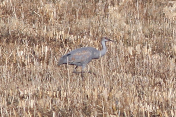 Sandhill Crane - ML647551179