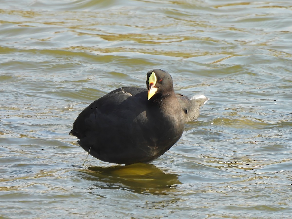 Red-gartered Coot - ML647551181