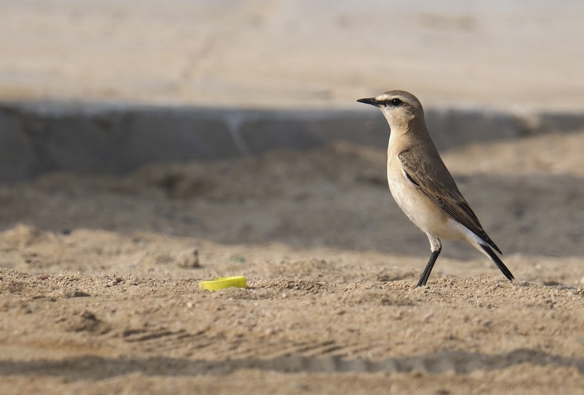 Isabelline Wheatear - ML647551182