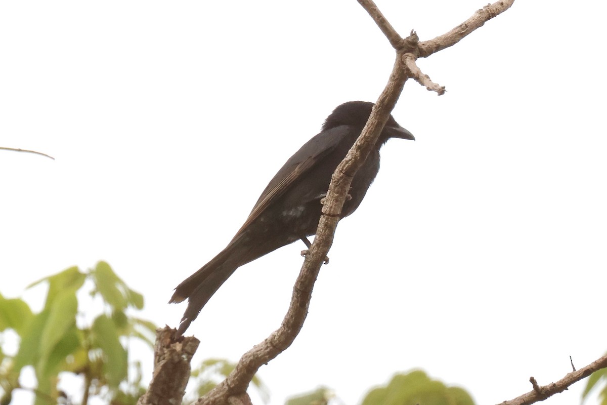 Fork-tailed Drongo - ML647551183