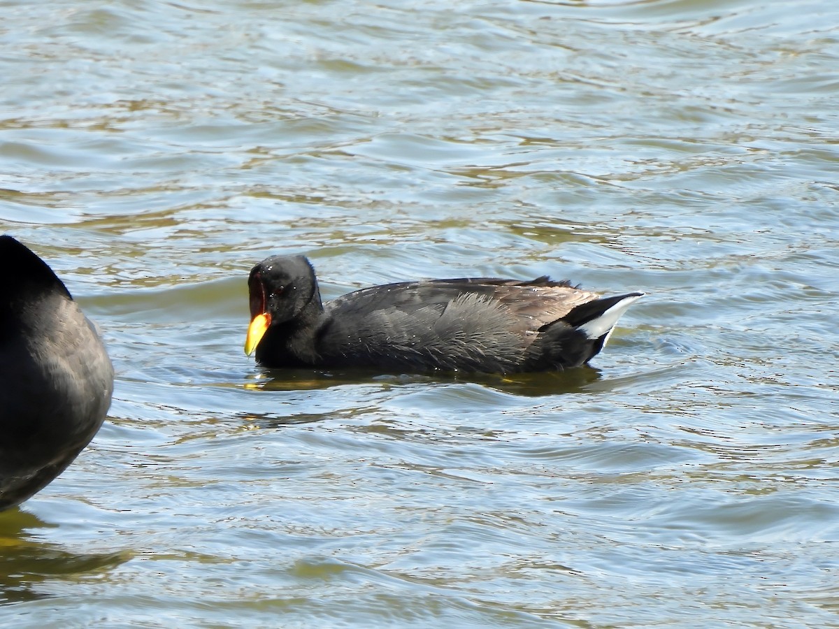 Red-fronted Coot - ML647551184