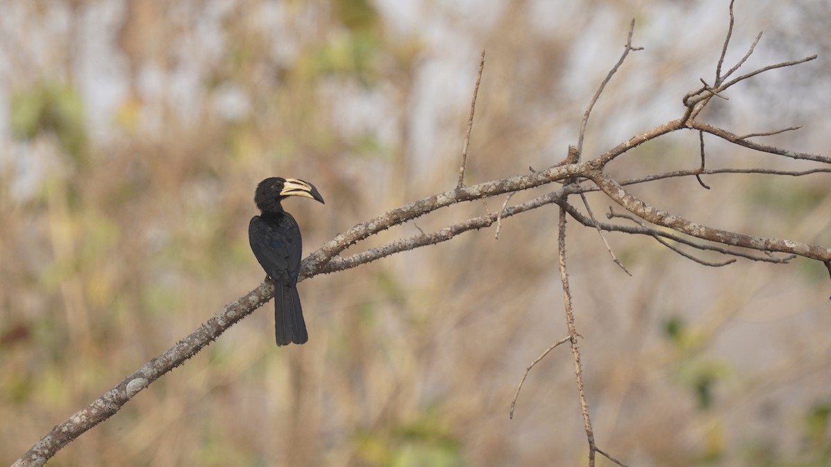 West African Pied Hornbill - ML647551186