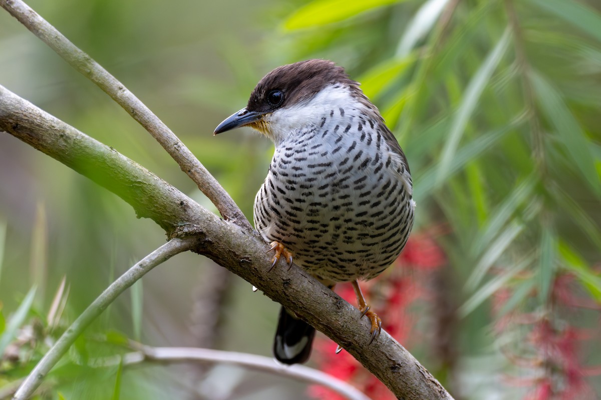 Vietnamese Cutia - ML647551191