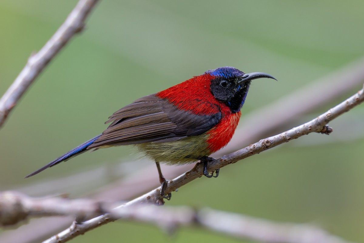Black-throated Sunbird (Dalat) - ML647551198