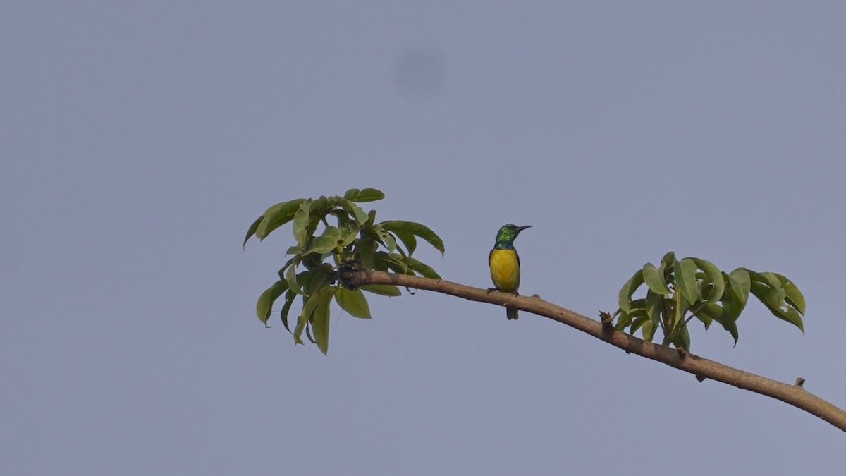 strdimil obojkový - ML647551209