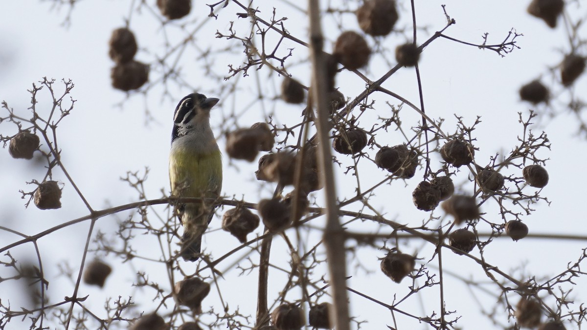 Yellow-rumped Tinkerbird - ML647551212