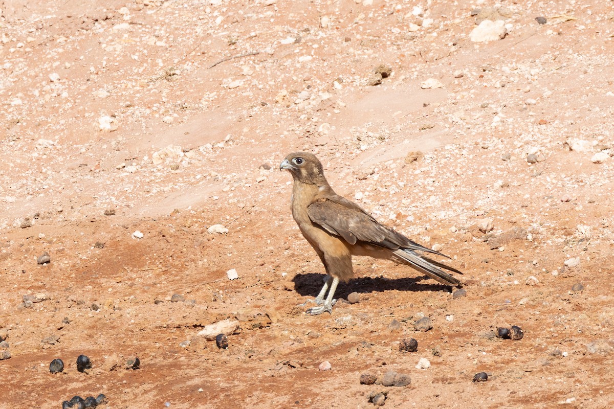 Brown Falcon - ML647551229