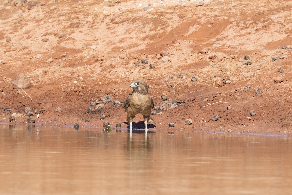 Brown Falcon - ML647551230