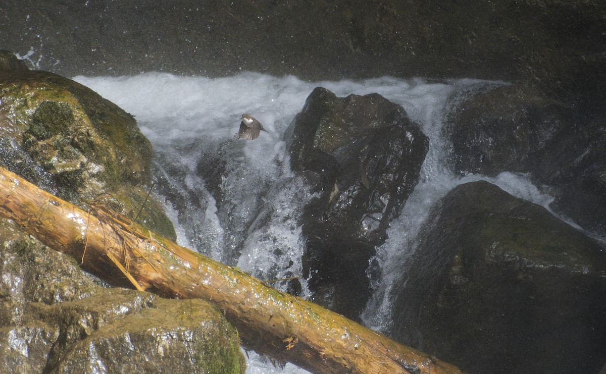 White-throated Dipper - ML647551237