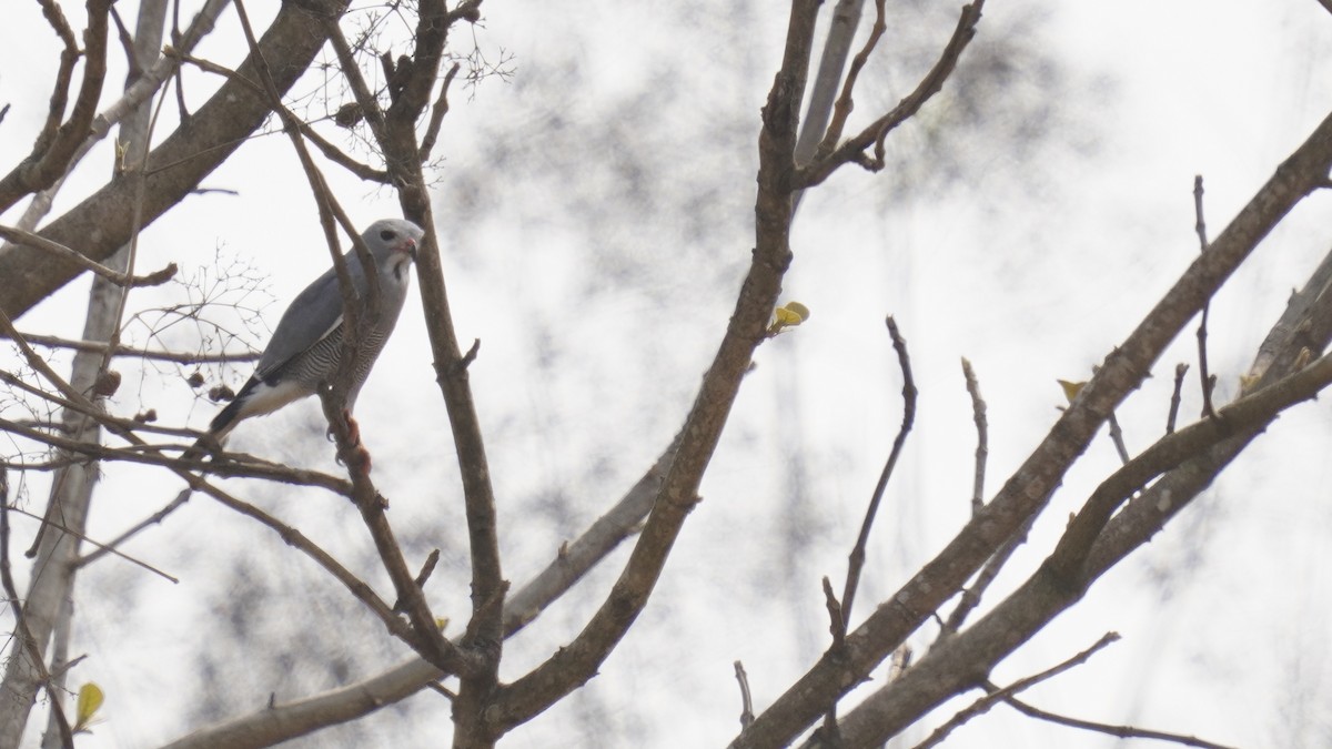 Lizard Buzzard - ML647551242