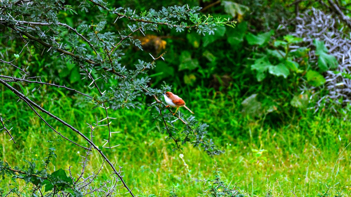 Timalí Ojigualdo - ML647551257