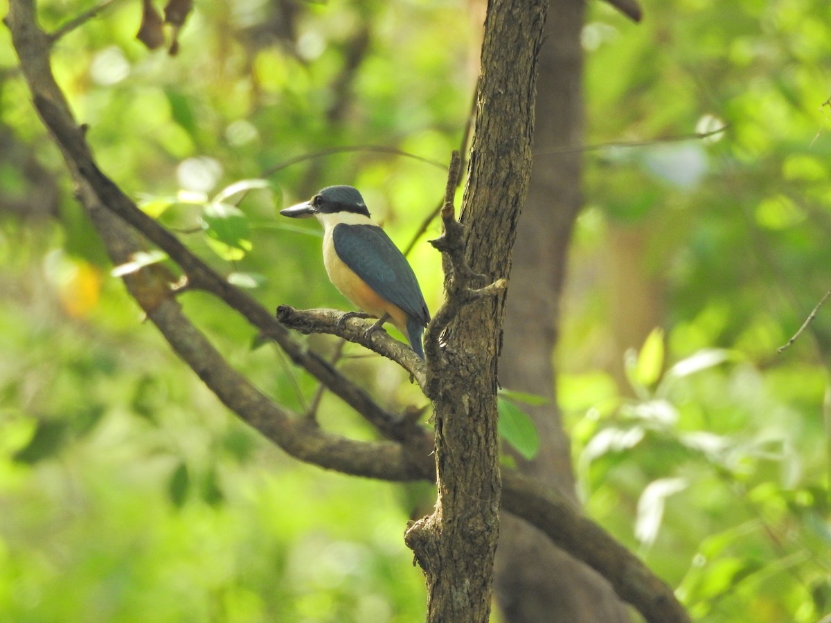 Священная альциона - ML647551276