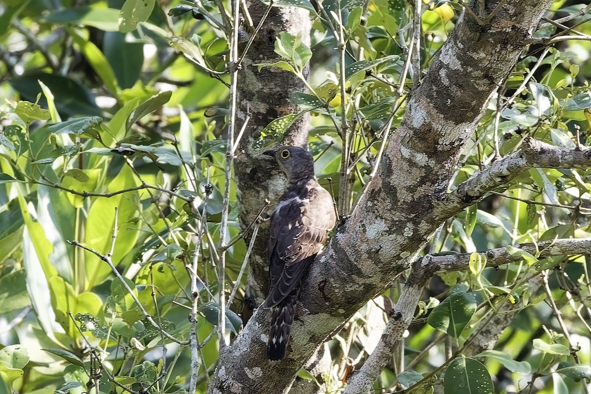 Индийская кукушка - ML647551278